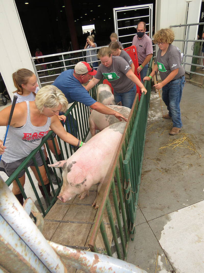 Pig, Wilkens, loading pigs